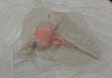 Xiphosurida Arthropod - Horseshoe Crab Ancestor #62660-1
